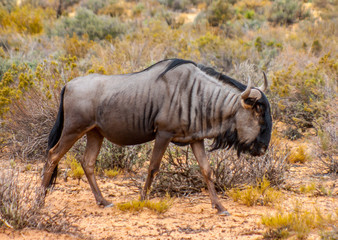 wildebeest in africa