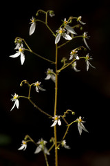 ユキノシタの花