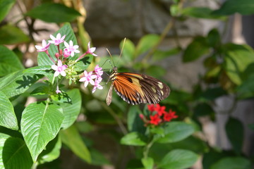 Butterfly on a flower
