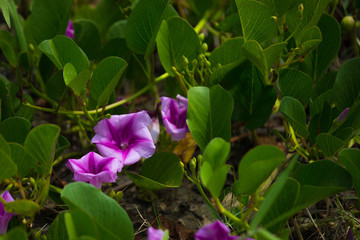 purple flowers in the garden