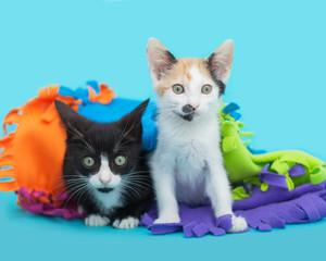 Two kittens laying together in a blanket, blue background