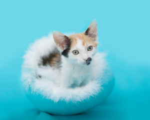 Calico kitten in blue easter egg, blue background.