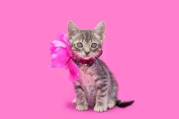 Tabby kitten sitting with a pretty pink flower necklace, pink background.