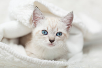 White Siamese tabby kitten laying inside of a white blanket