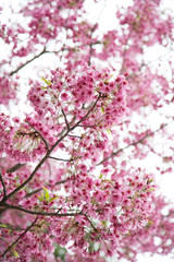 Cherry blossom