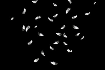 Abstract background. white feathers falling in the dark.