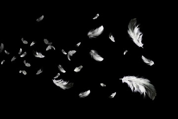 Abstract Group of White Bird Feathers Floating in The Dark. Feathers on Black Background. Down...