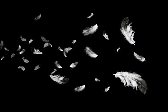Fototapeta Abstract Group of White Bird Feathers Floating in The Dark. Feathers on Black Background. Down Feathers