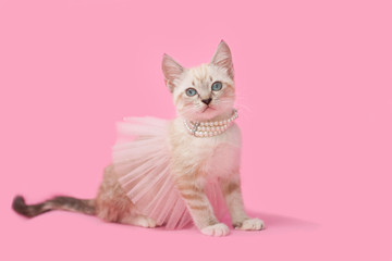 Adorable tan brown tabby kitten with pink background
