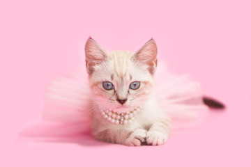 Adorable tan brown tabby kitten with pink background