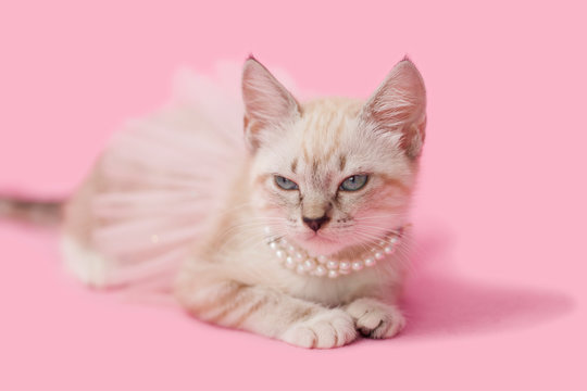 Adorable tan brown tabby kitten with pink background