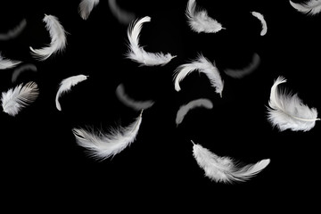 Abstract background, white feathers falling in the air. isolated on black background..