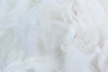 Abstract backgrounds. white feather texture backgrounds.