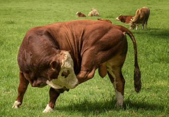 Closeup of Hereford bull standing in grassy field in rural New Zealand