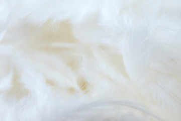 white feather background.