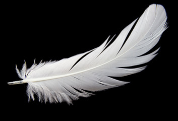 Single white feather isolated on black background
