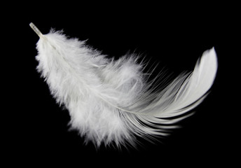 Single white feather isolated on black background. Swan Feather