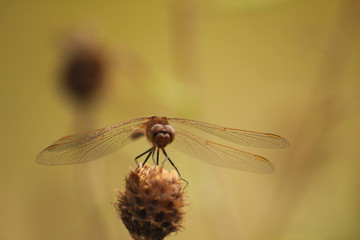 dragonfly on a leaf