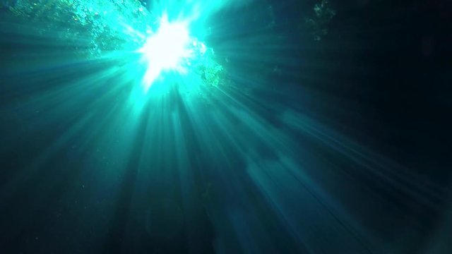Scuba diving in the El Jardin del Eden cenote near Tulum in Mexico.