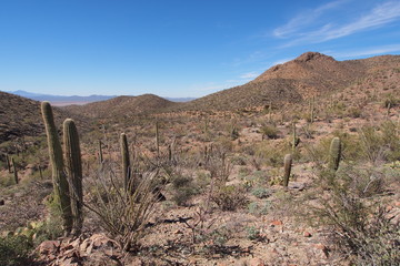 Saguaro cacti, Carnegiea gigantea, on the King Canyon Trail in Saguaro National Park near Tucson, Arizona. © Francisco