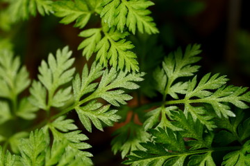 green leaves of grasses