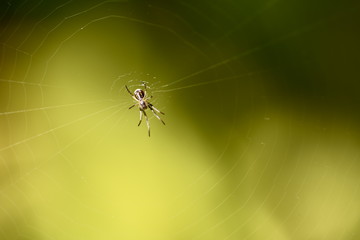 a spider on his web