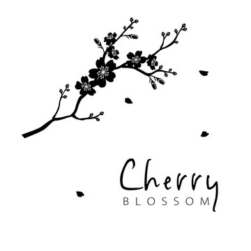 11 916 Best Cherry Blossom Silhouette Images Stock Photos Vectors Adobe Stock