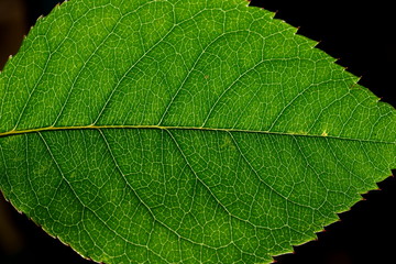 green leaf vine