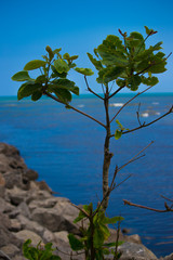 tree on beach