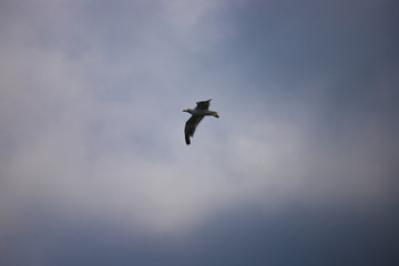 seagull flying in the sky