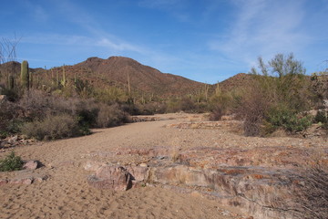 Saguaro National Park landscape from the King Canyon Trail near Tucson, Arizona.