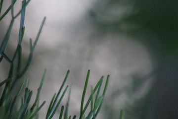 Obraz na płótnie Canvas green grass with dew