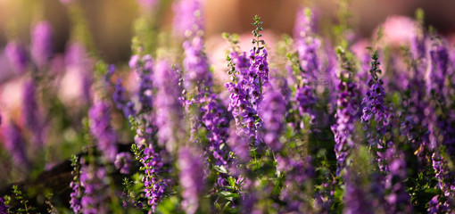 field of purple flowers