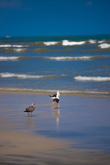 seagulls on the beach