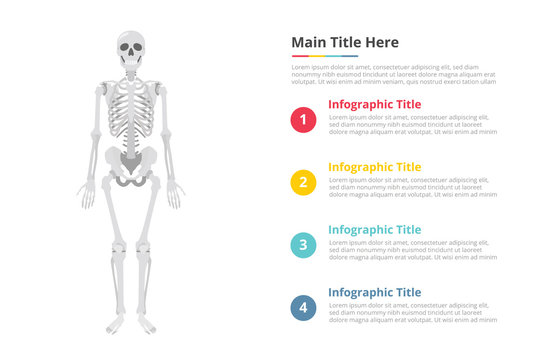 human skull infographics template with free space of text with various color and description - vector illustration