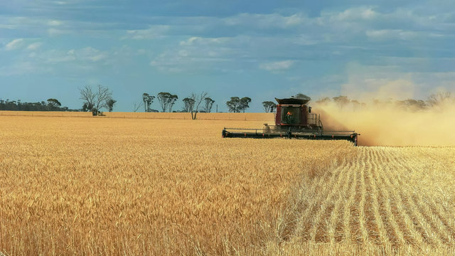 a header is used on a western australian wheat farm to harvest