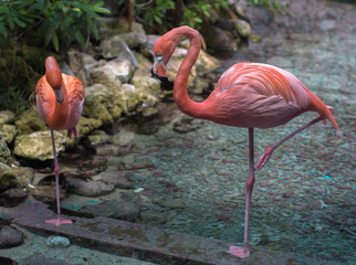Pink flamingos in the seaquarium of Curacao