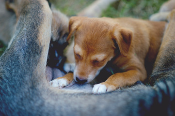 The picture of a puppy eating breast milk from hunger Dog lover concept With copy space