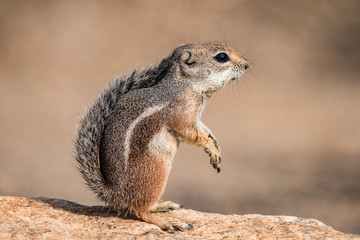 Naklejka na ściany i meble Arizona ground squirrel