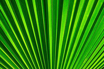 striped of palm leaf, abstract green background