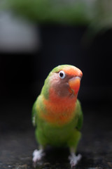 Fototapeta na wymiar colorful parrot on a branch