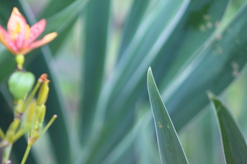 leaf with drops of water