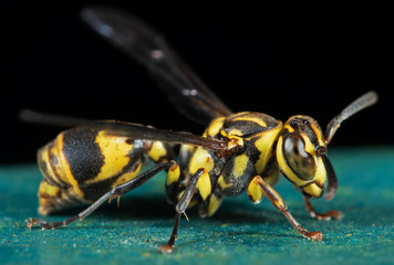 Macro Photo of Wasp on Turquoise Floor