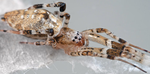 Macro Photo of Spider are on the Web Isolated on Grey Background