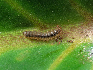 Macro Photo of Caterpillar on Green Leaf