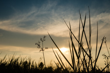 grass dances in the afternoon at sunset 2