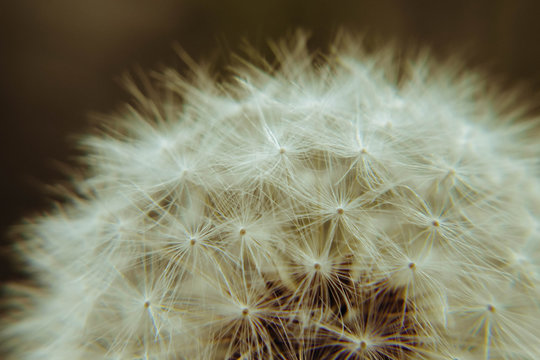 Dandelion seed texture in brown tones. Natural plant background.  Flower head closeup.