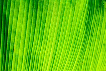 Banana leaf texture background. 