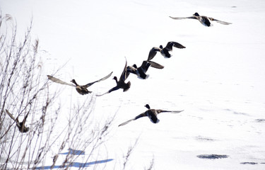 雪原を飛ぶマガモ