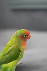 rainbow lorikeet on a branch